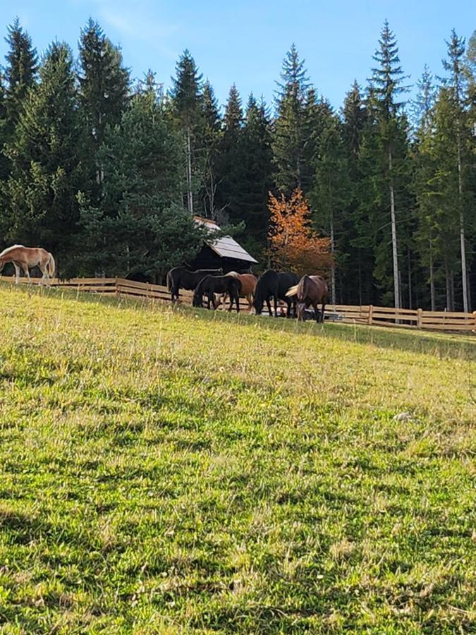 Apartmán Urige Waldbienenhuette Diex Exteriér fotografie